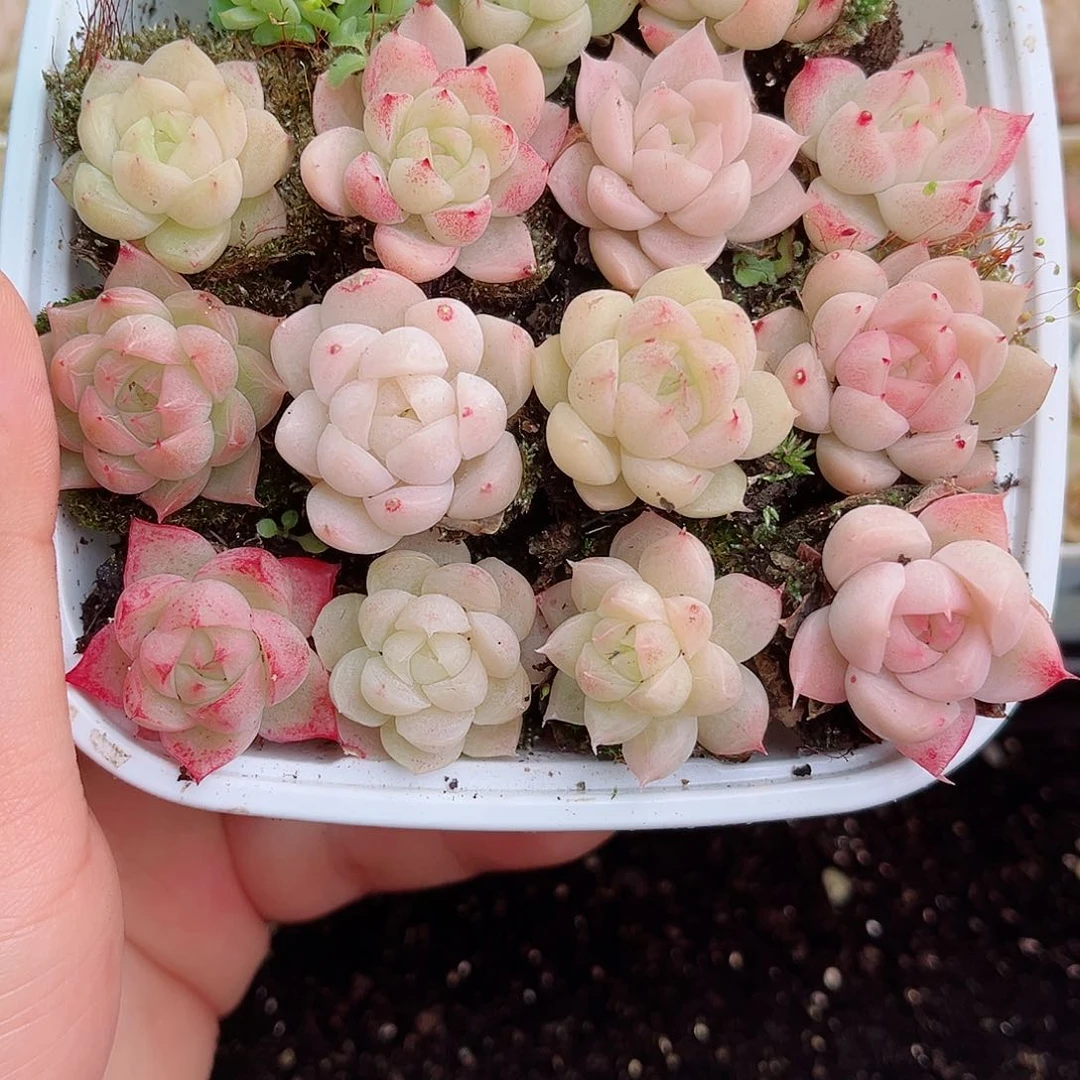 1-750 新疆西藏内蒙不发零度以下拍保温箱不拍不包损