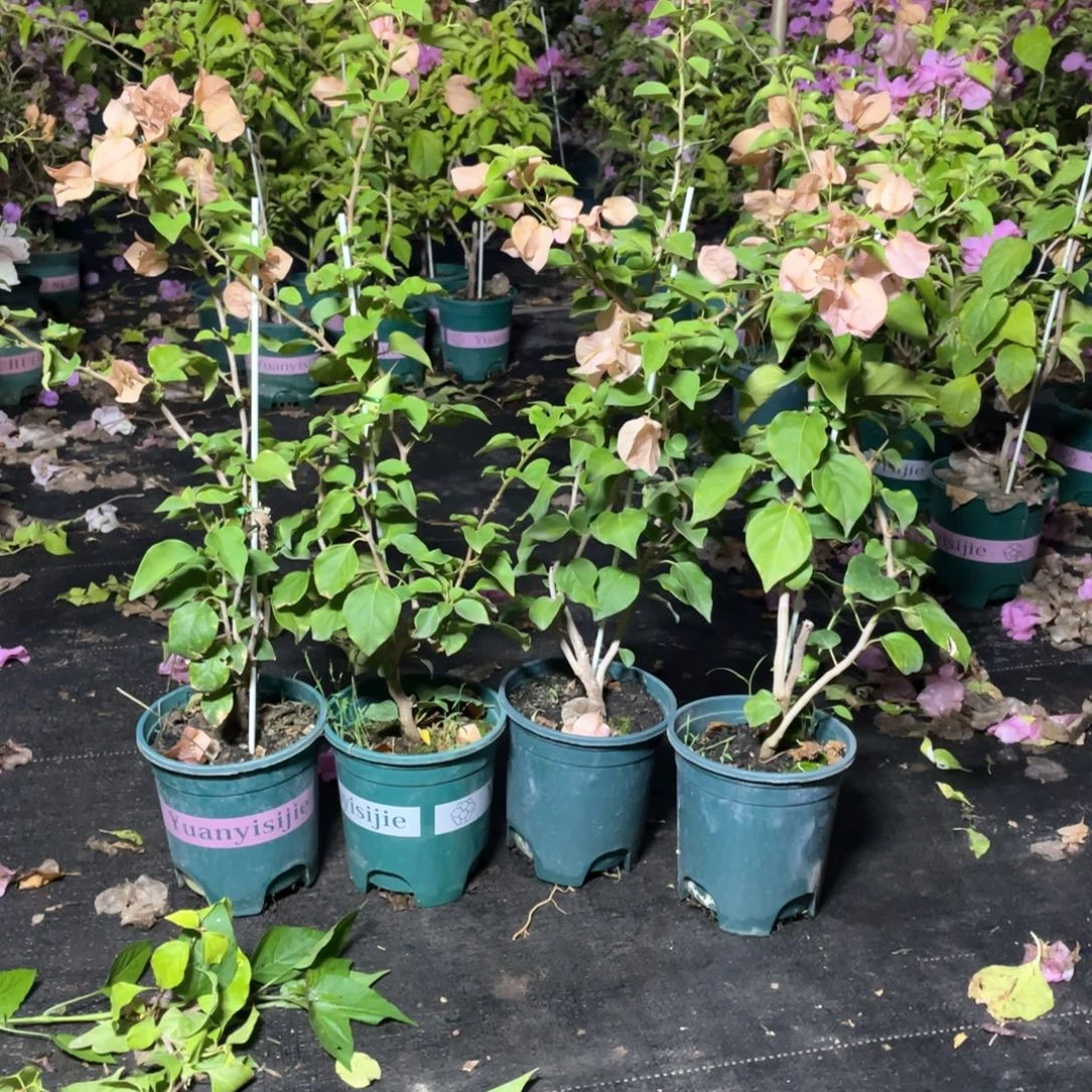 大量花朵（建议范围：8朵-15朵 或40%以上）绿叶台湾姑娘一盆