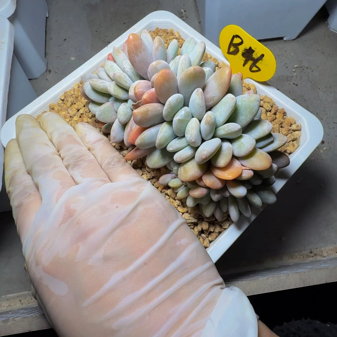 b b b b b b b b b 46