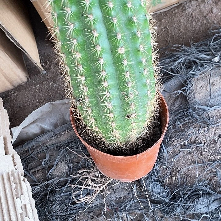 不知名毛花20.9，2688899