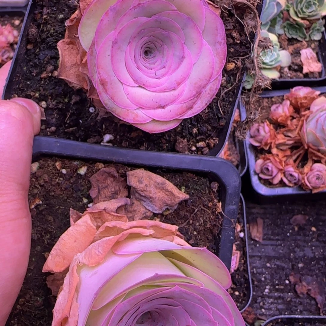 福利25559566568665555523556