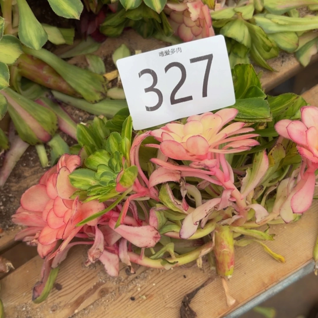 哈哈多肉葡萄福利327