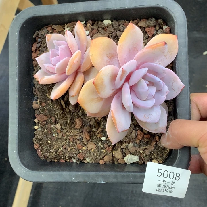 5008奶茶双头15厘米