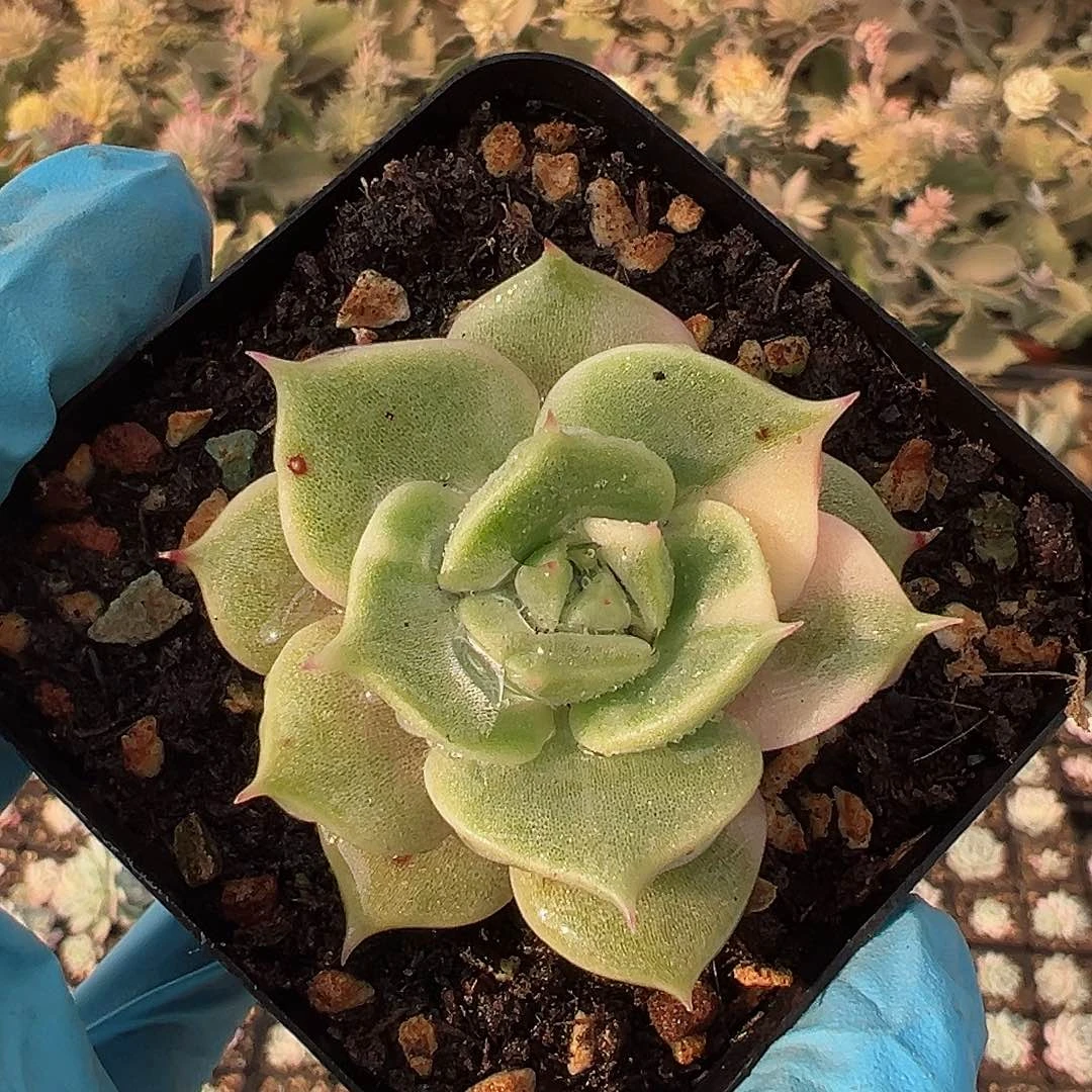 贝加尔湖锦，少锦