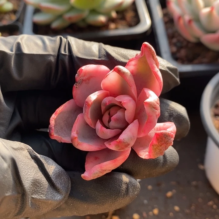 l***g赫拉锦无根多肉植物