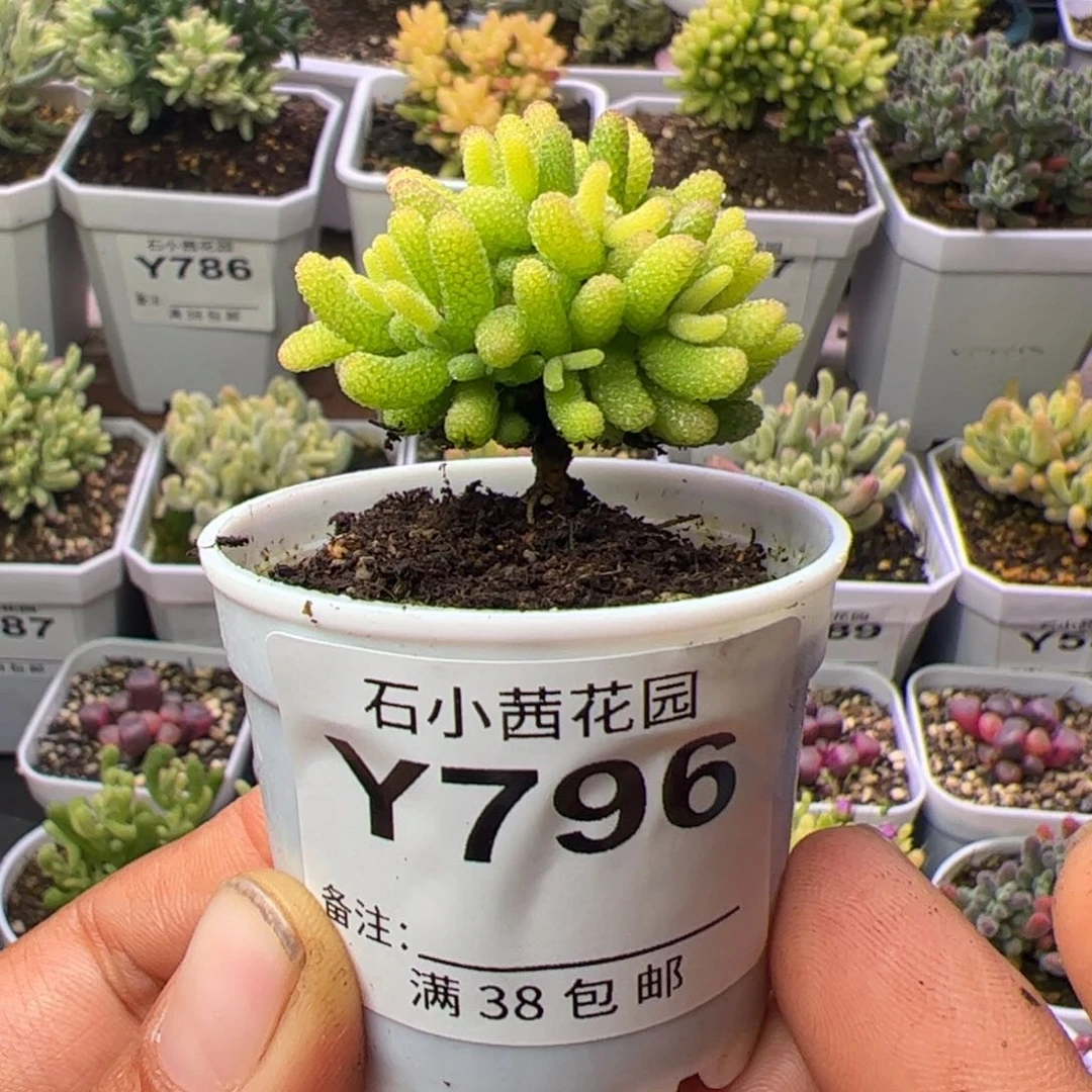 多肉植物枝干糖球黄锦