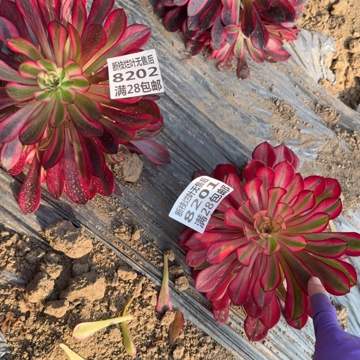 8202/8201粉铜红铜两个一号棚K