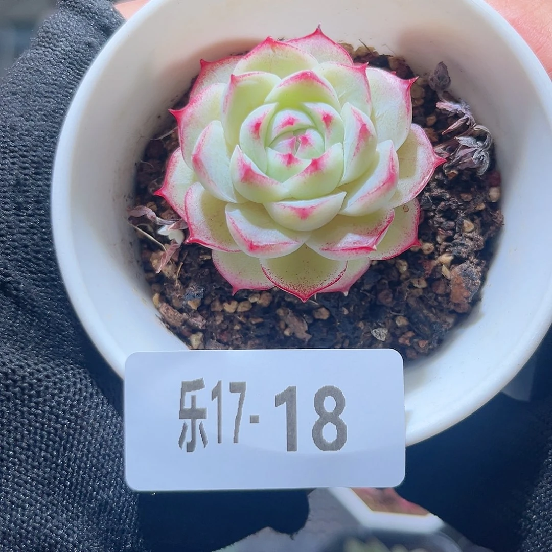 乐17-18 女王单头