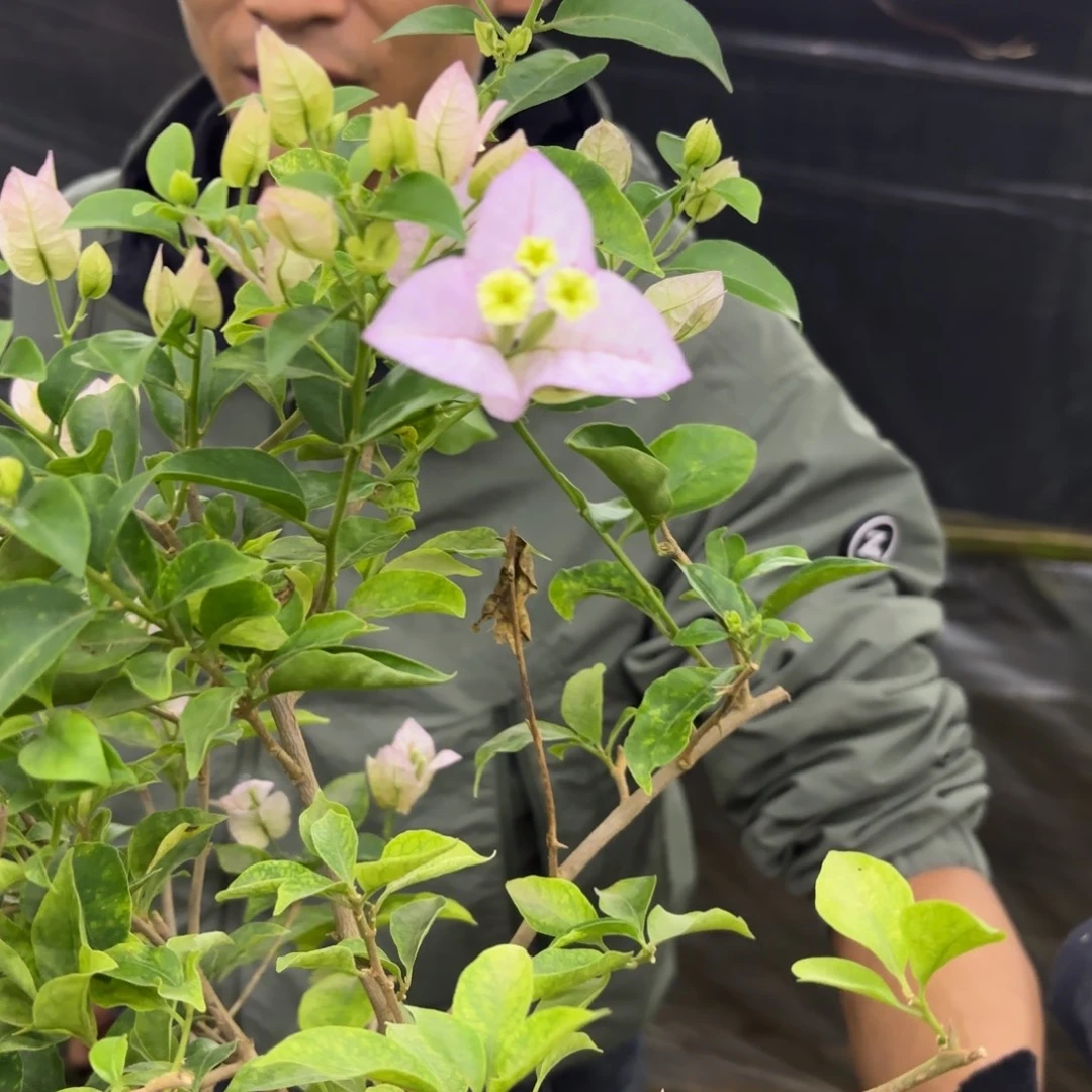 完全开放花苞（丽娜）三角梅会落花落叶会光杆苗有大有小