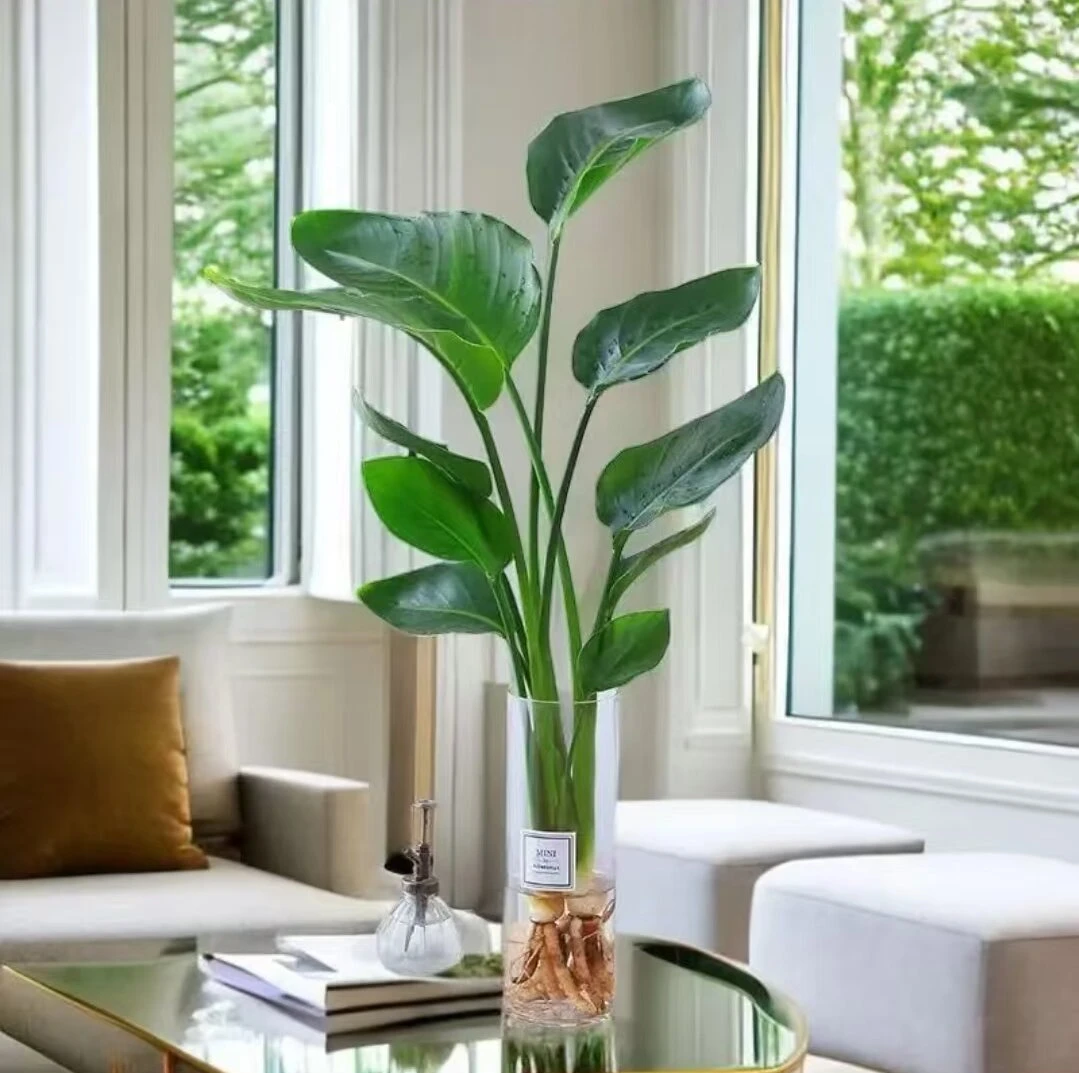 【80-90cm】大型绿植天堂鸟鹤望兰好养活办公室客厅净化空气不带瓶