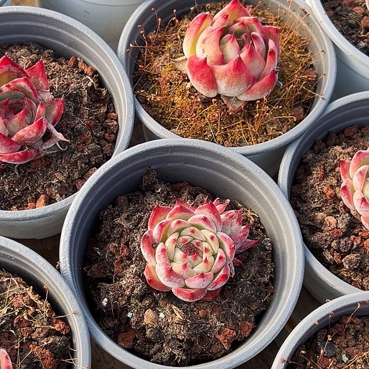 三盆     小惊鸿