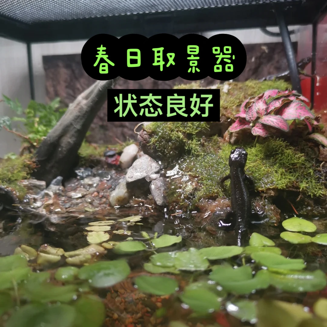 东方小火龙淡水冷水鱼不打氧好养活适合新手的水族宠物