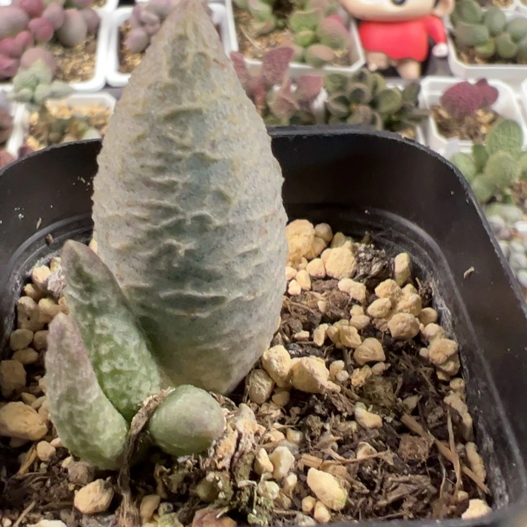 融化纹冰激凌大苗多肉植物水泡