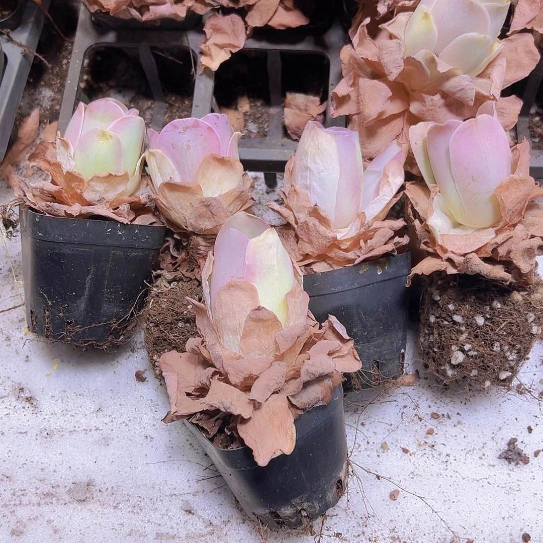 老桩粉酒杯5个19包邮