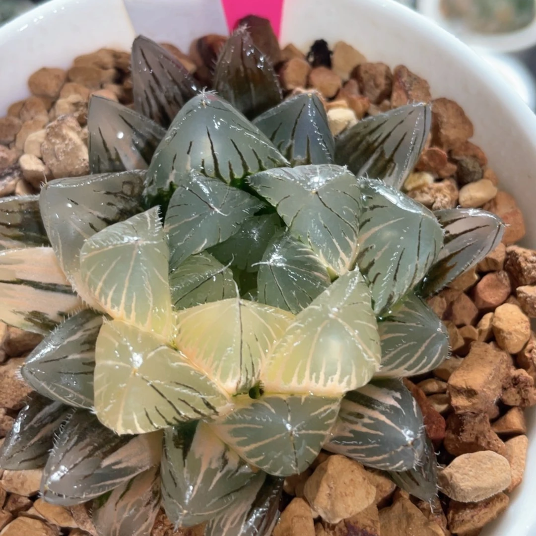 48巨大赤线锦。