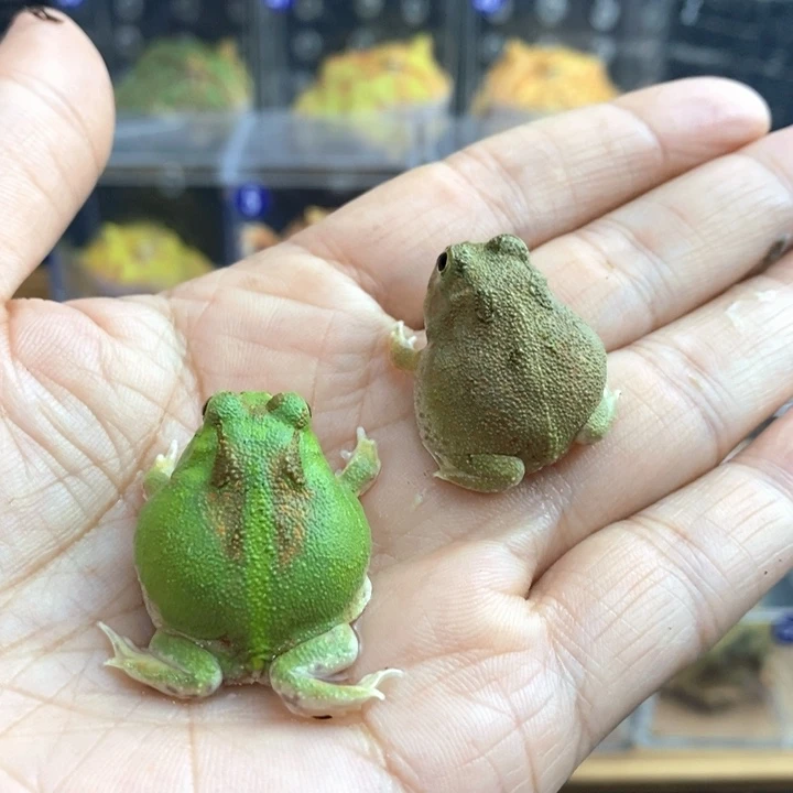 Y***n角蛙996号小波子角蛙