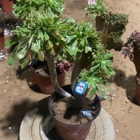 原始绿缀一物一拍