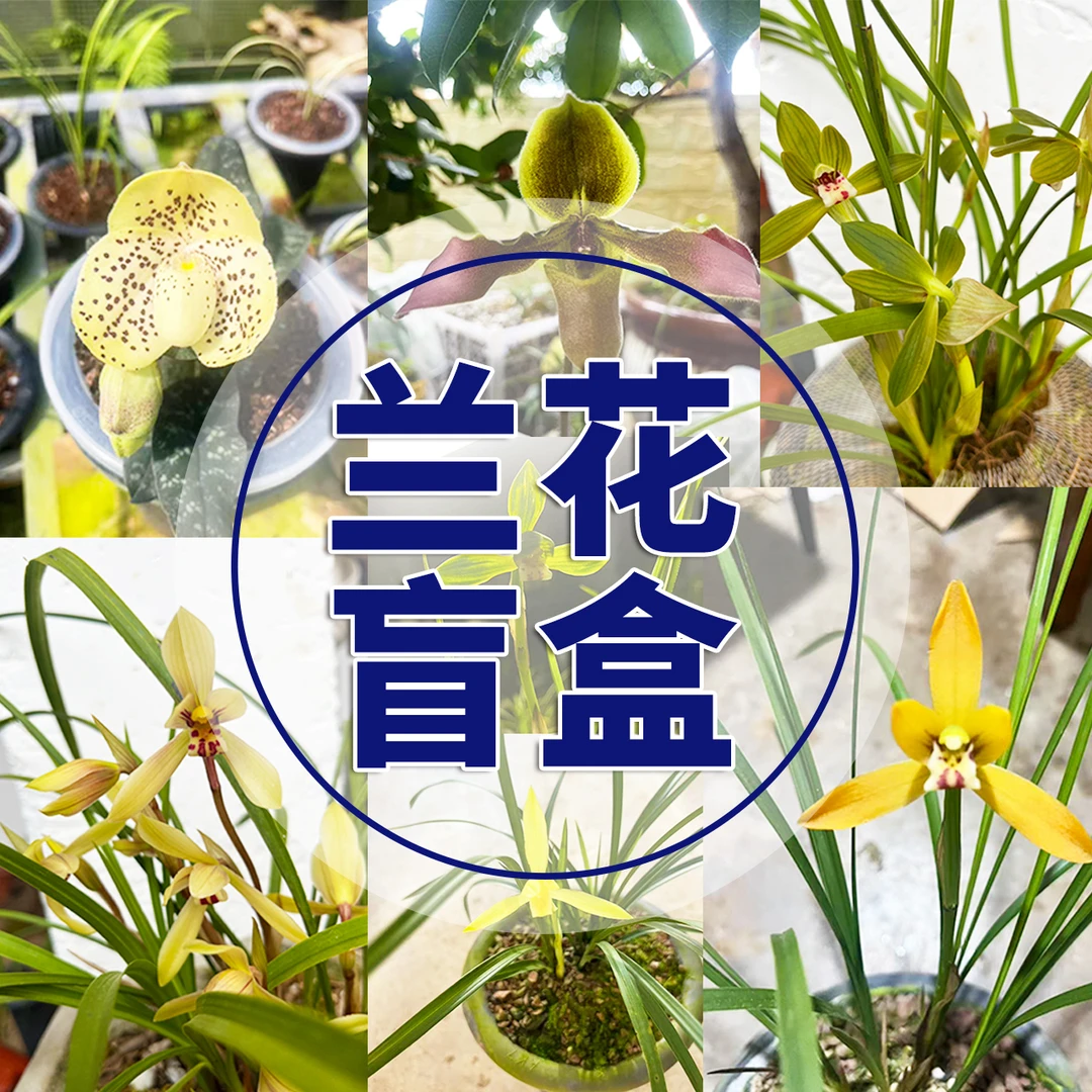 兰花福利苗  盲盒   带根不带花不分品种随机发无售后