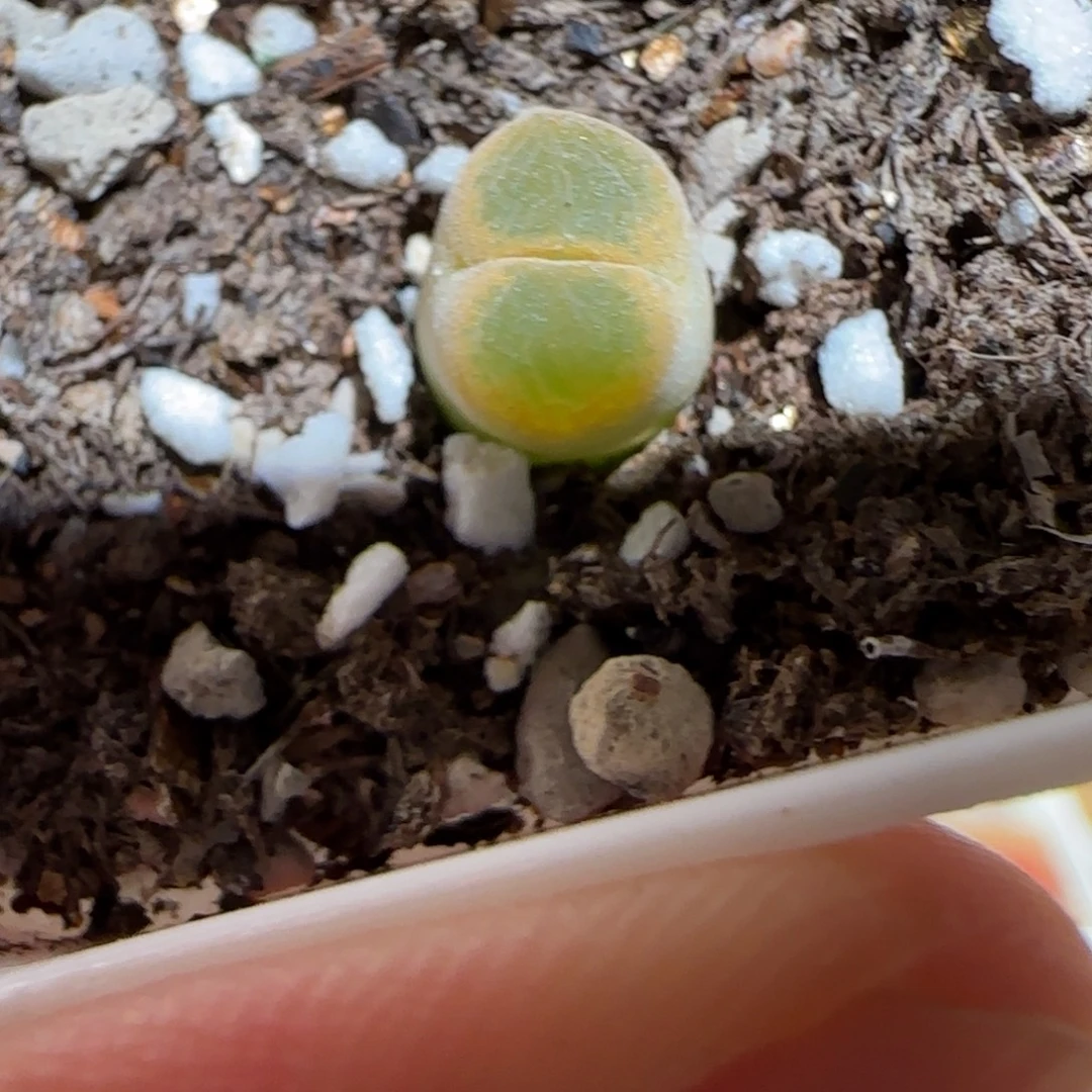 肉锥多肉植物组合-10km风铃1569