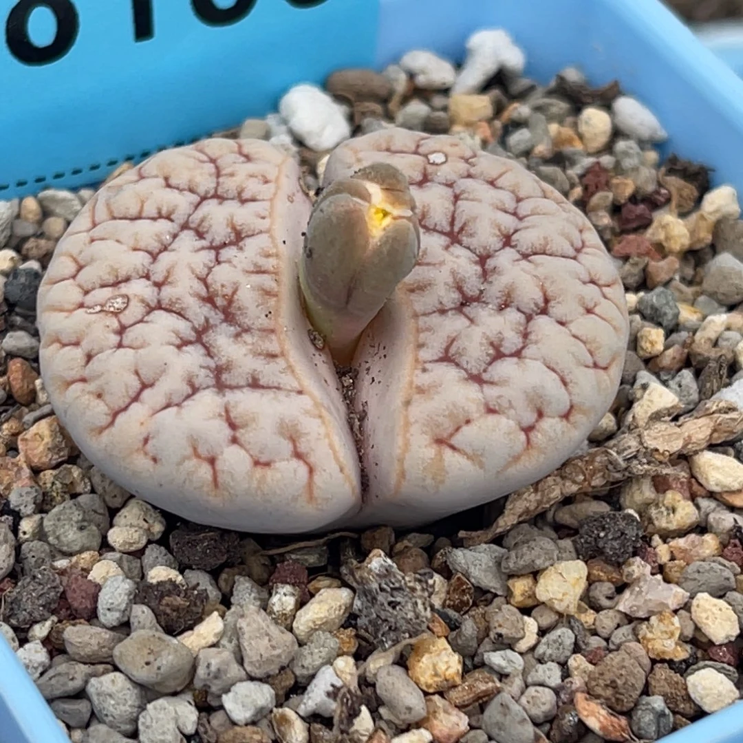 8185凹凸铁189一颗