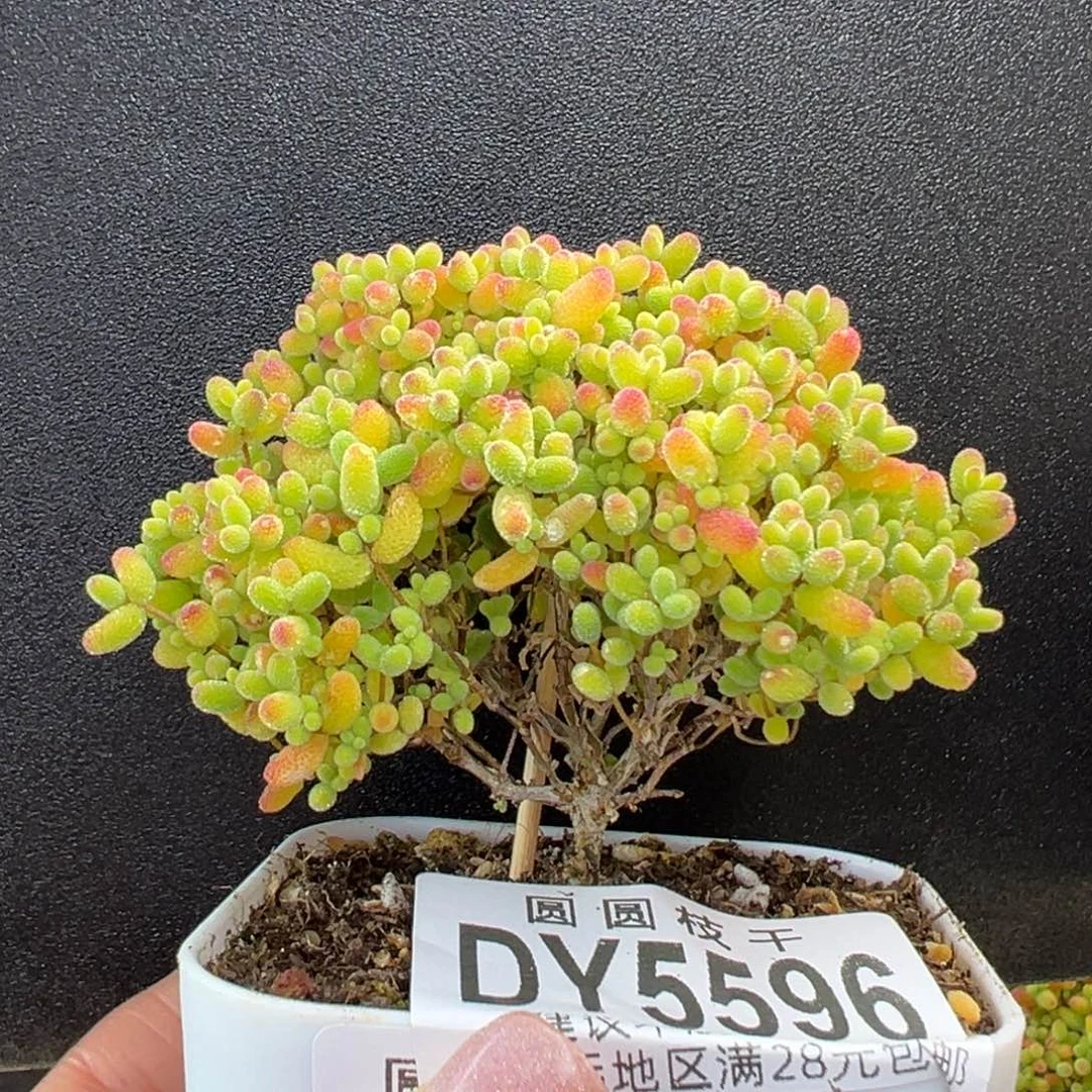 dy5596直杆小树蜜桔糖球冠幅7cm