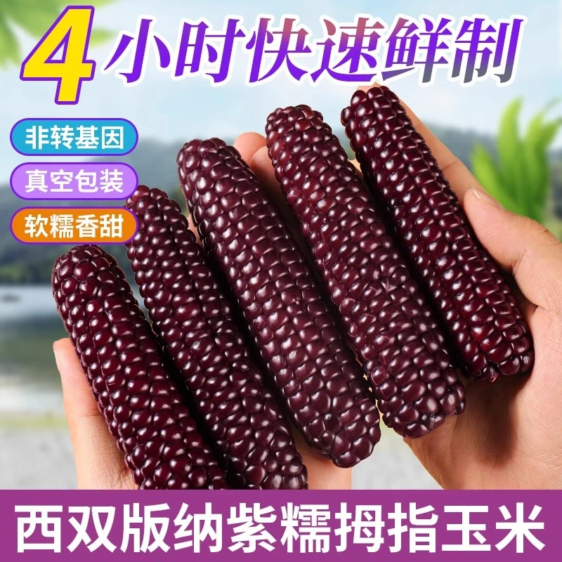 云南香甜黑糯玉米新鲜采摘真空包装富含花青素开袋即食拇指小玉米