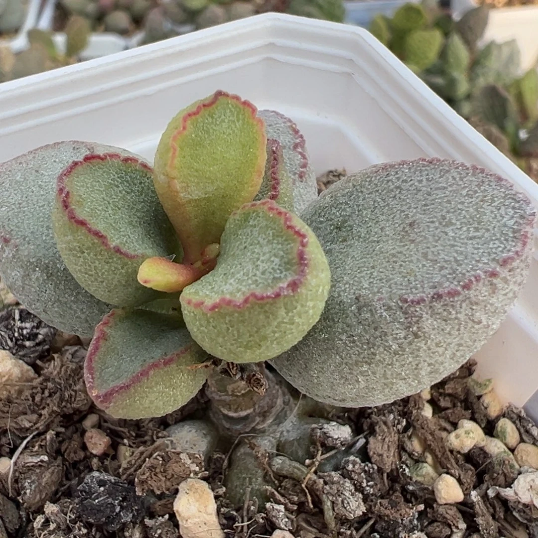 实生新品多肉植物水泡多肉植物