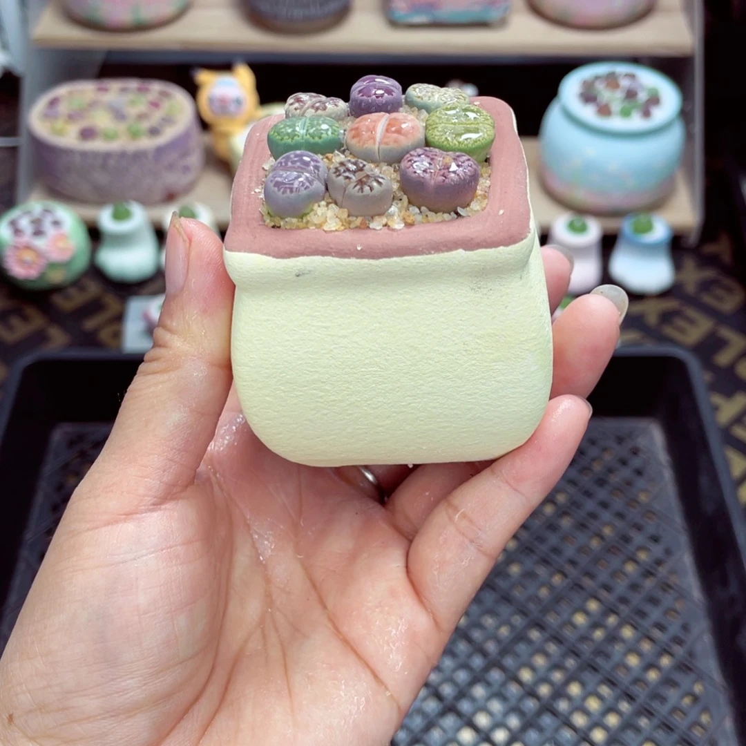 w3770 开播福利 带盆土发货一物一拍