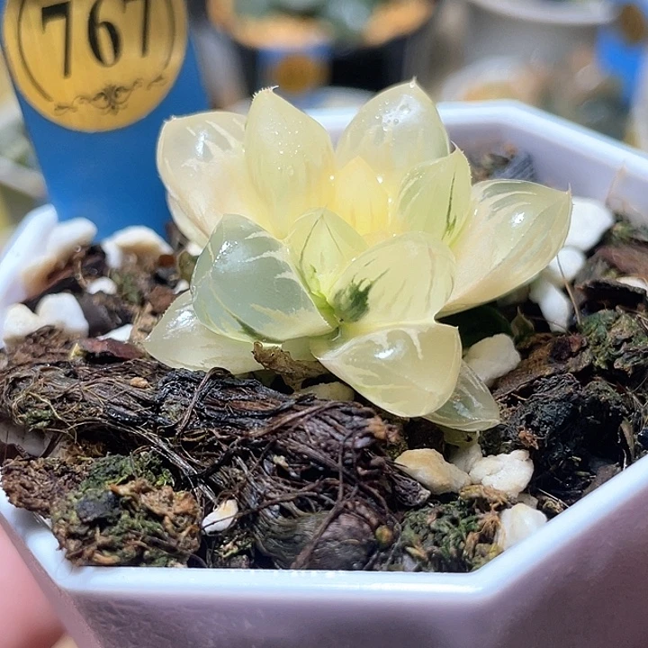 767糊斑北极之光锦福利