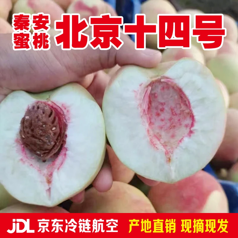 【秦安精品水蜜桃】北京十四号产地现摘现发鲜桃孕妇桃航空冷链包邮