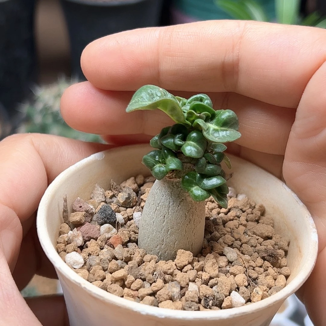 无花朵卡汉羊角沙漠玫瑰