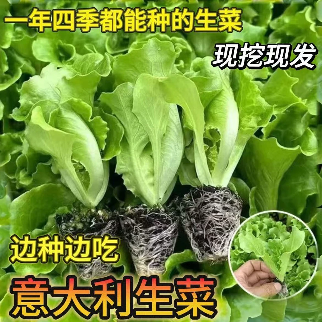 四季耐热奶油生菜苗蔬菜苗易栽培可阳台盆栽
