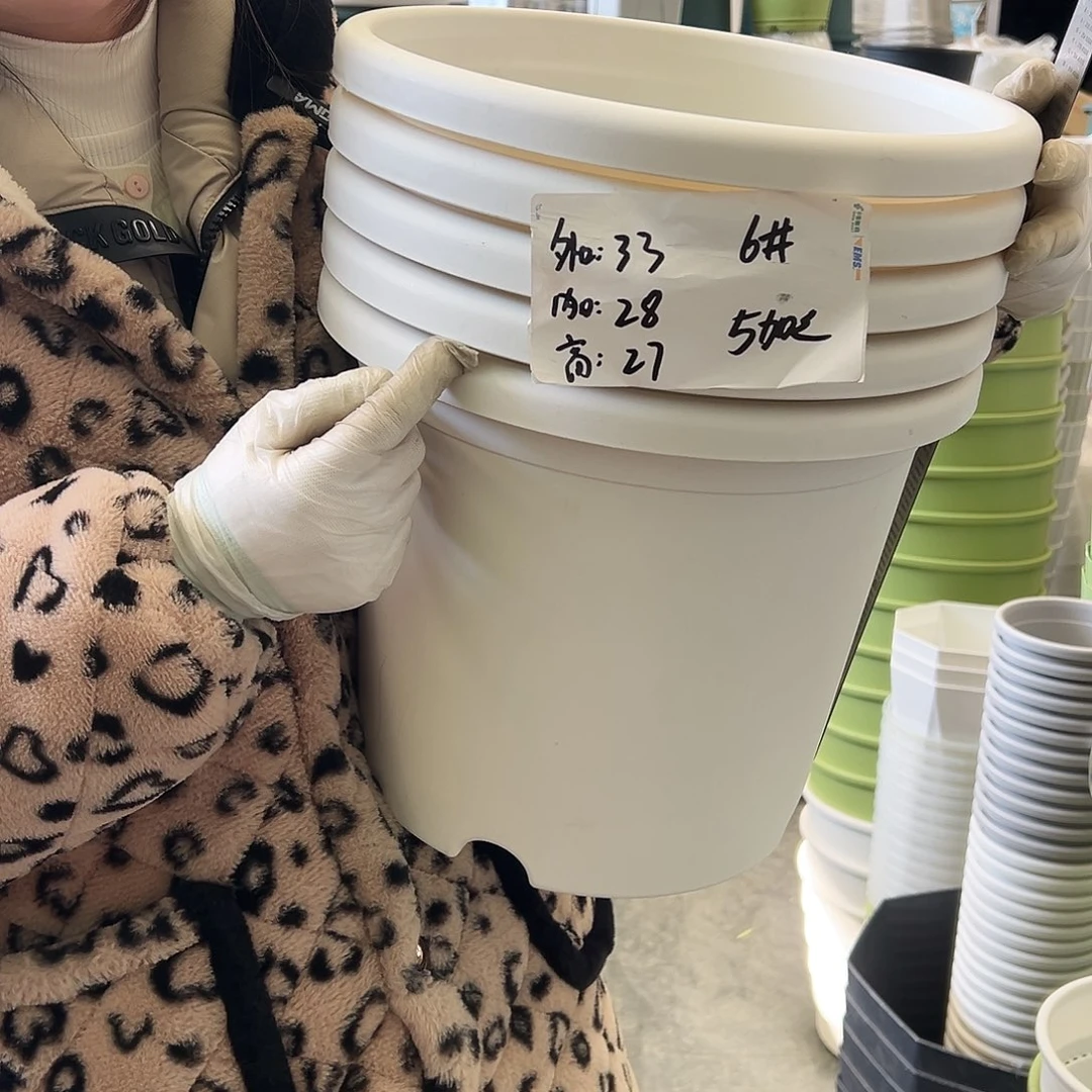 四季盆6#白色5个无托