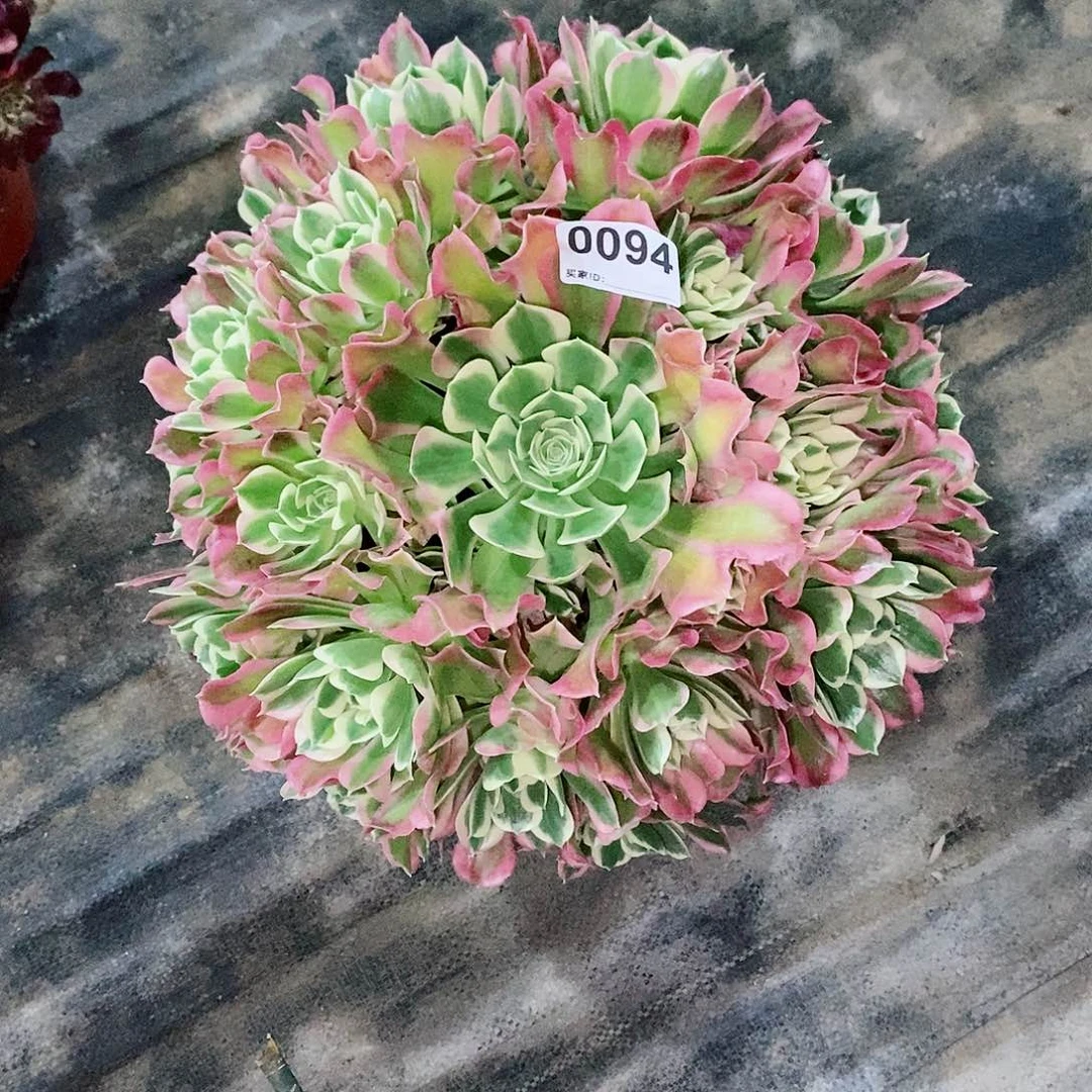 白凤0094多肉1111