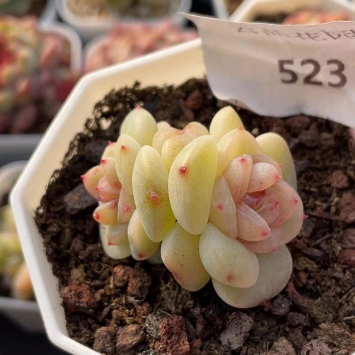 523号糖心冰心珍妮