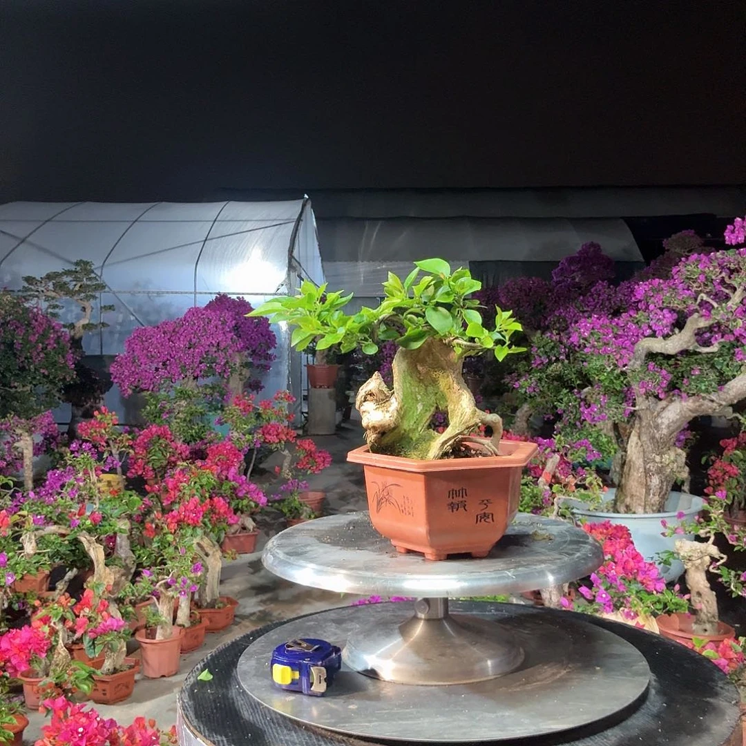 j***9无花朵小叶紫三角桥