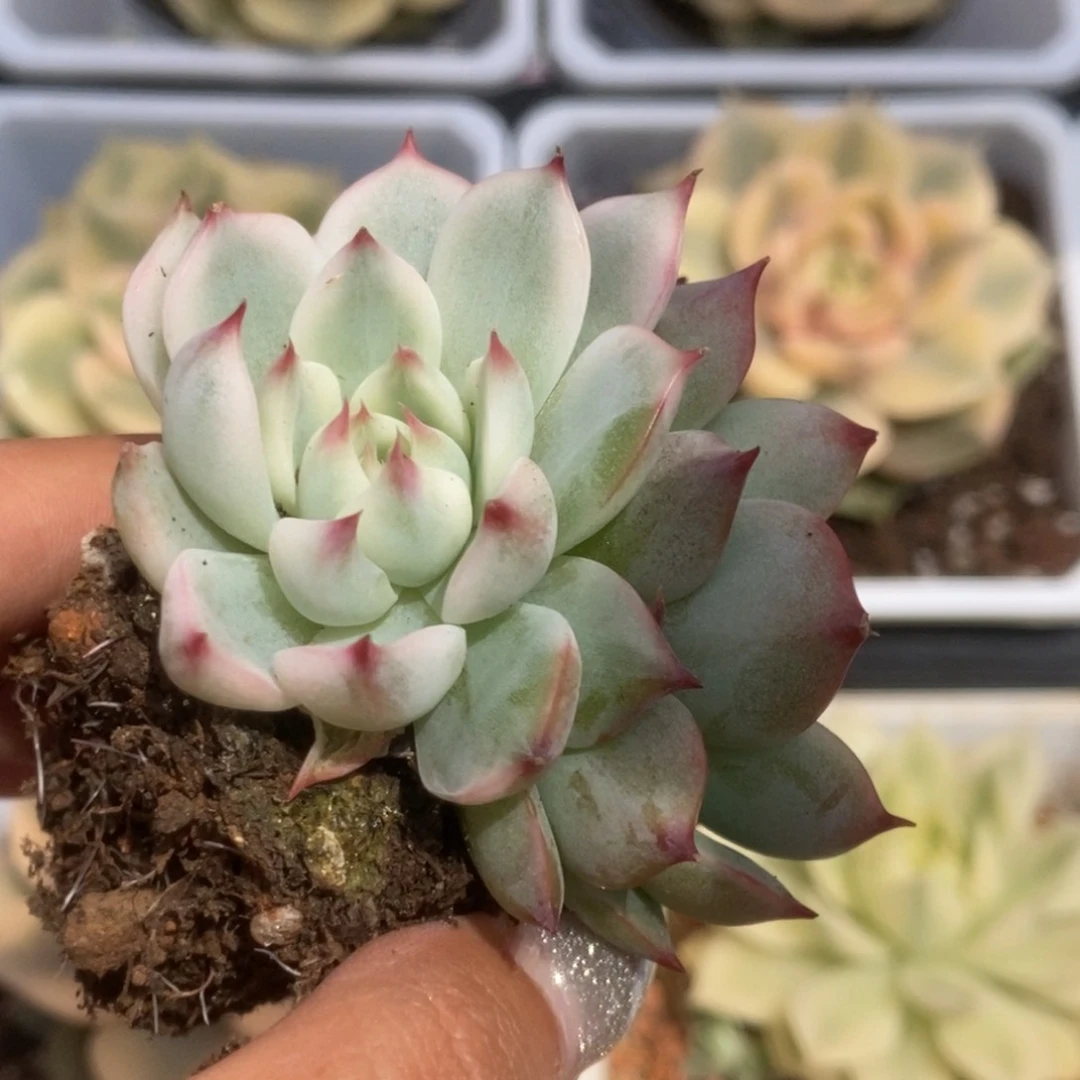 084锦锦锦锦锦锦锦