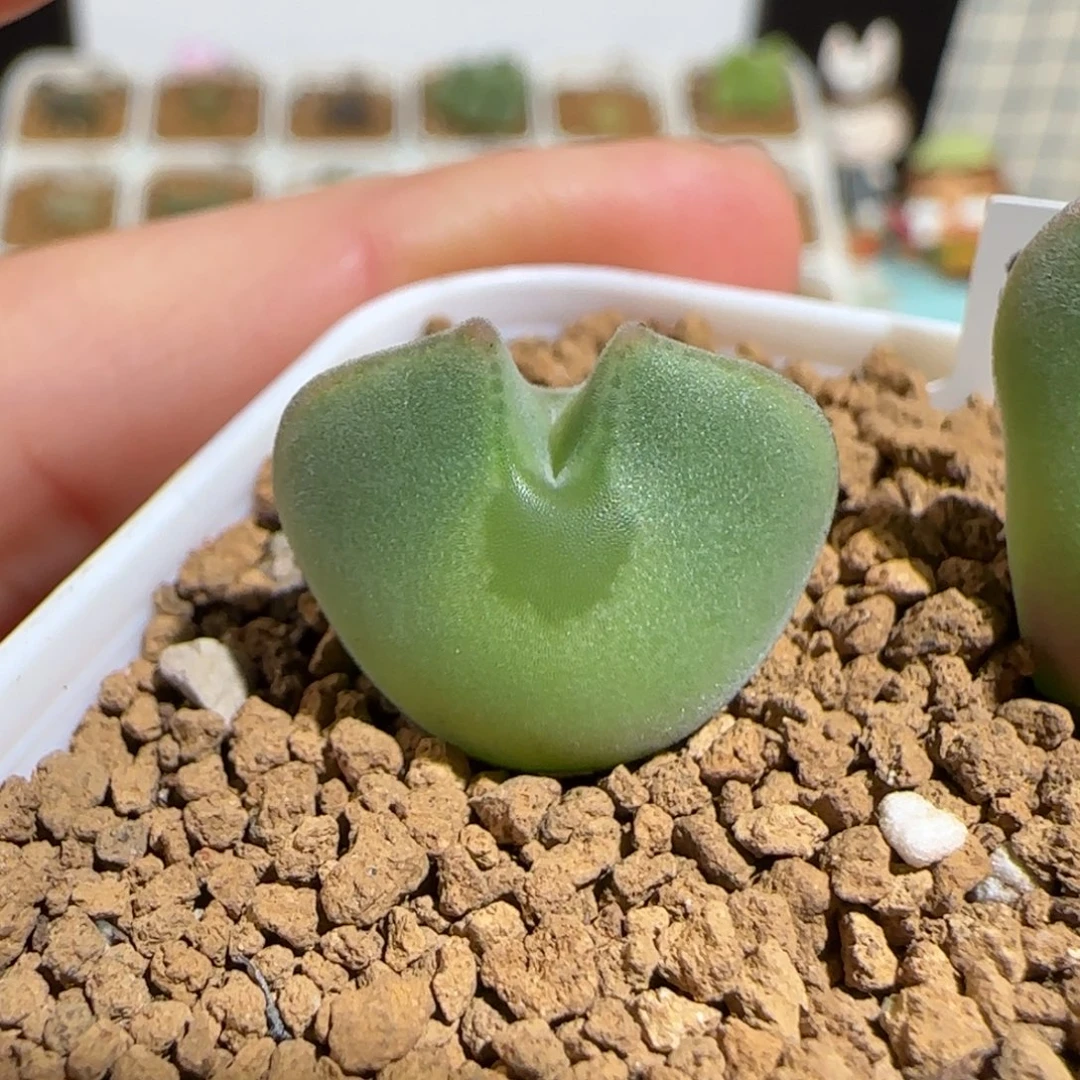 肉锥多肉植物组合-ap空蝉1574