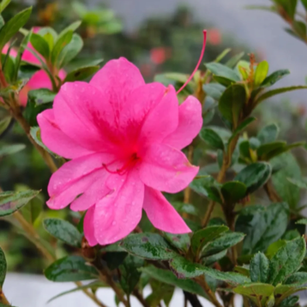 宏雅精选【王妃】重瓣四季杜鹃皮实好养耐寒耐热爆花机器花卉绿植