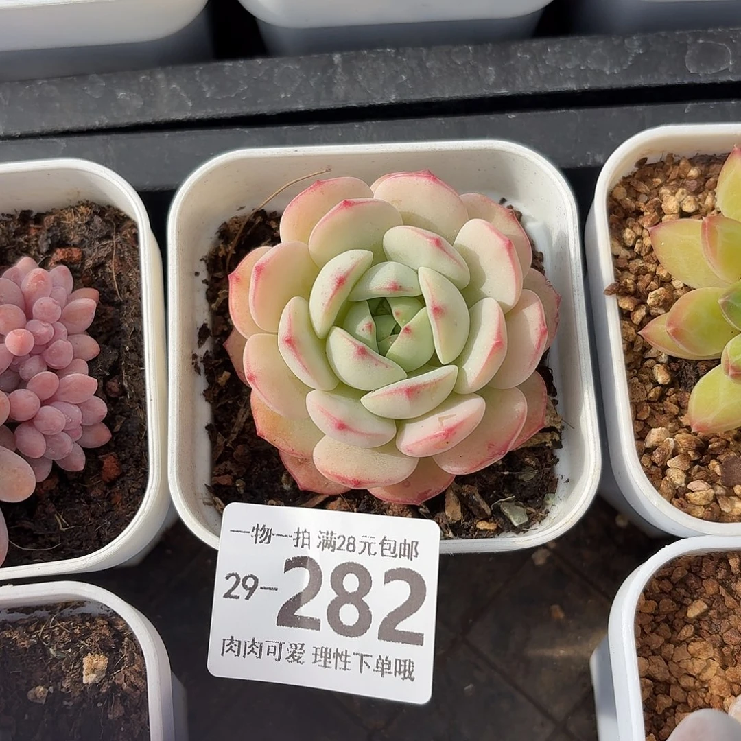白底香草无盆无发货