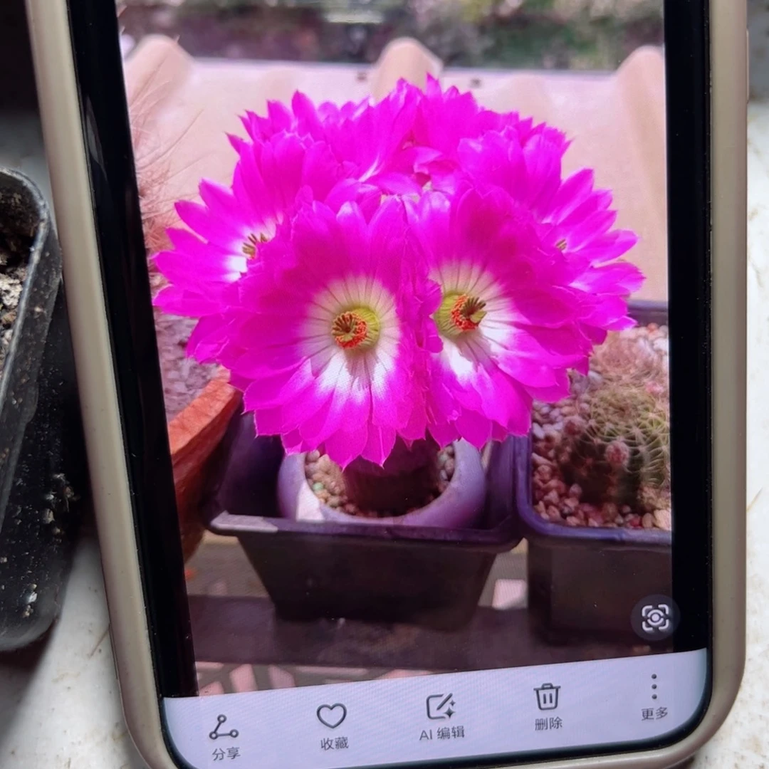 下60小红太阳根5公分左右脱土发货