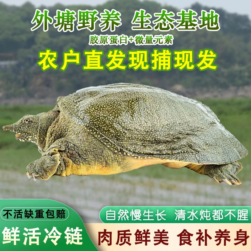 【X-限量福利】汉寿外塘甲鱼10/一只