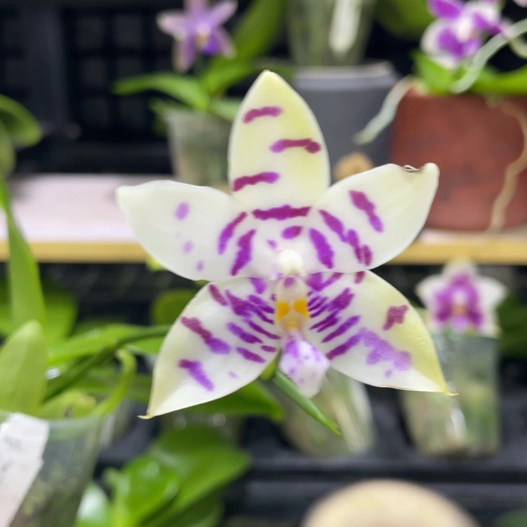 完全开放漏5555555555