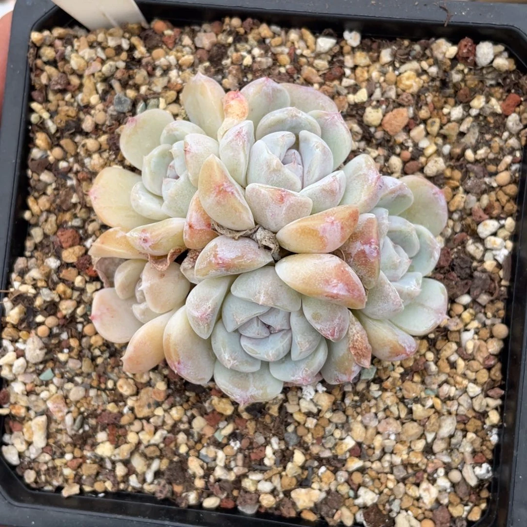 谢**月049汉堡不带盆7厘米