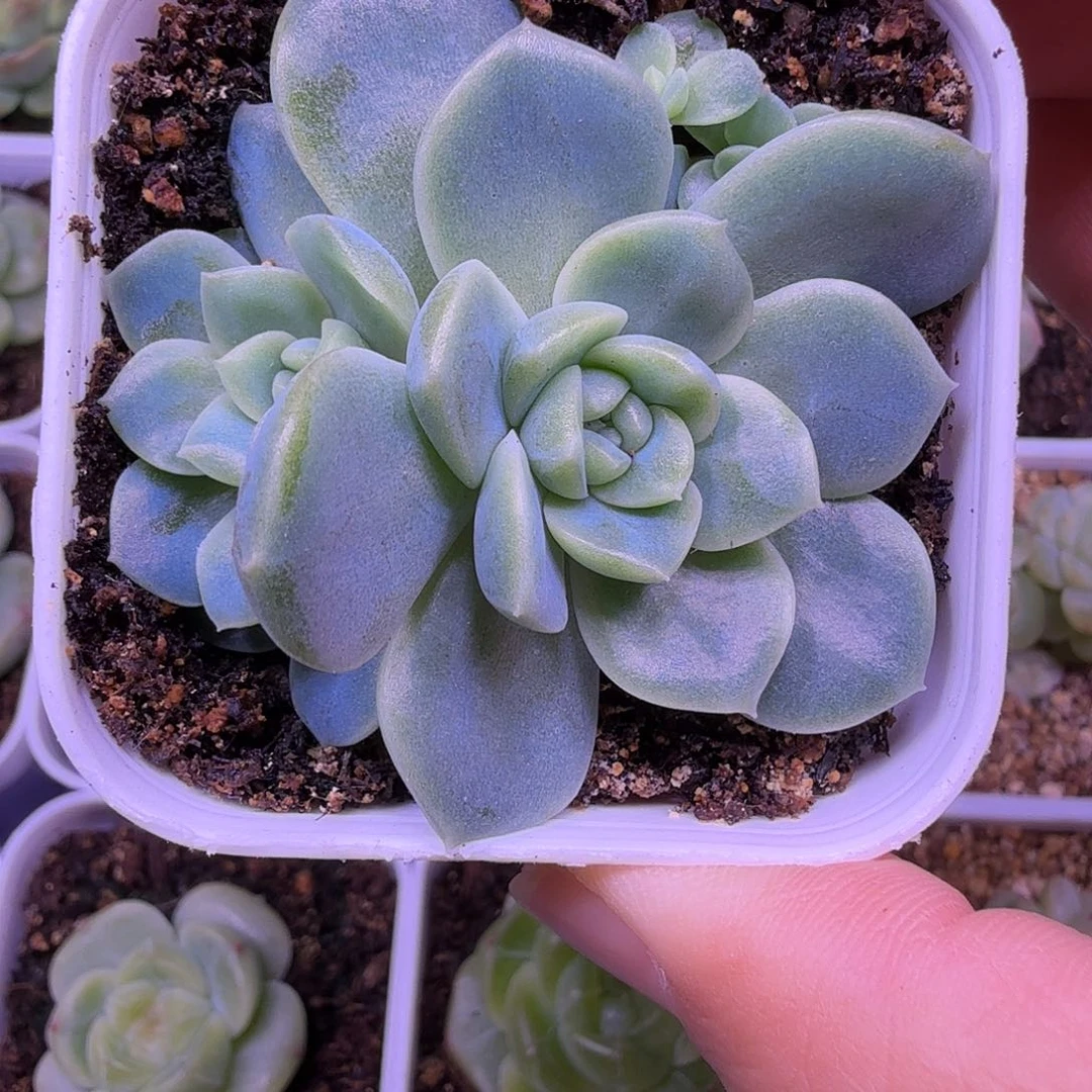 无尽灯叶插苗一物一拍