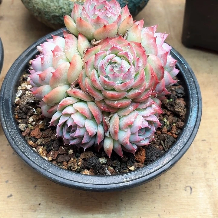 多肉植物，侧影一颗