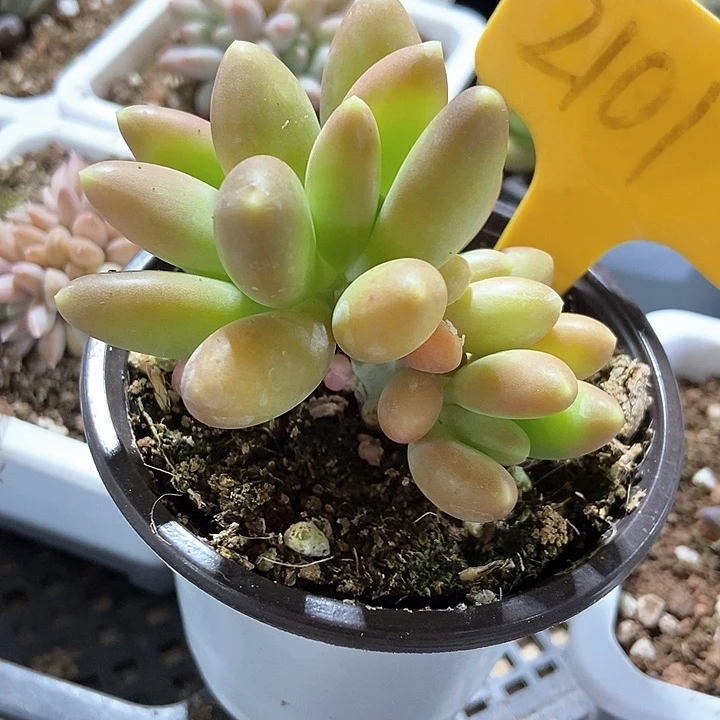 多肉植物金蟾2101