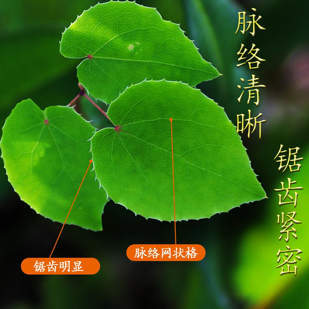 甘肃野生小圆叶三枝九叶草纯叶片泡水泡酒搭配枸杞黄芪