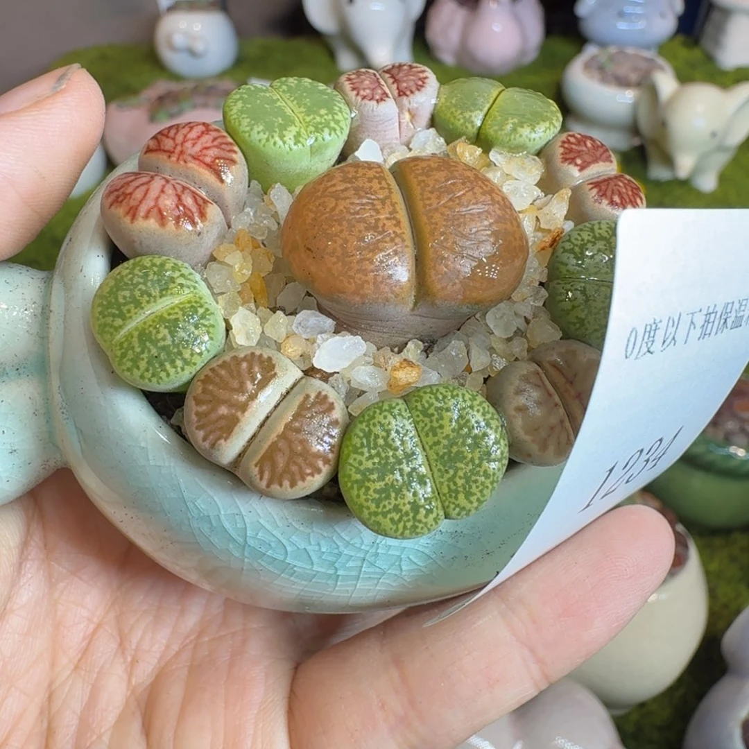 美***9多肉植物福利冲冲1234