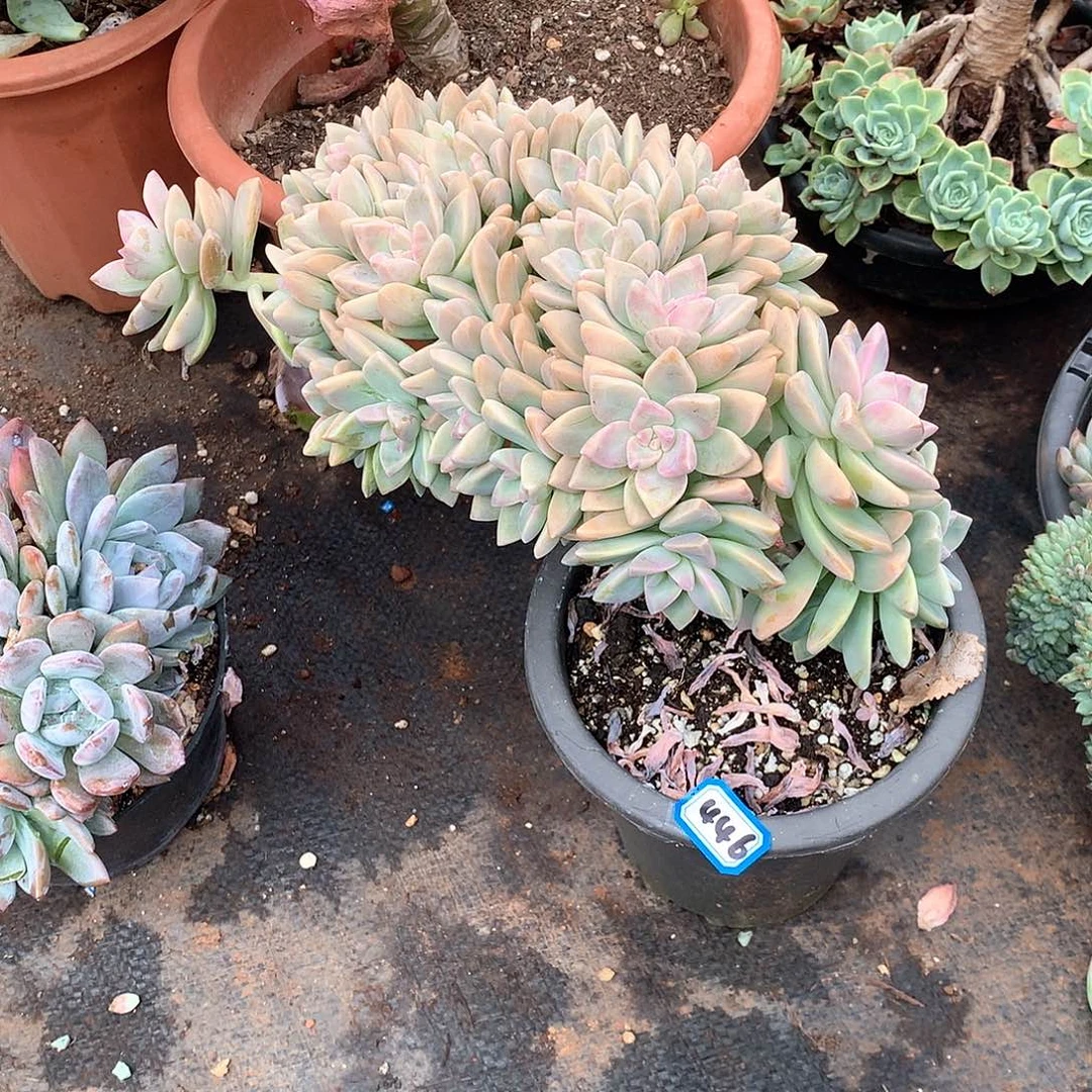 446淡雪缀 一物一拍多肉